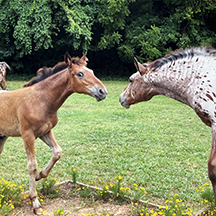 Baby%20Horses%20Playing.JPG