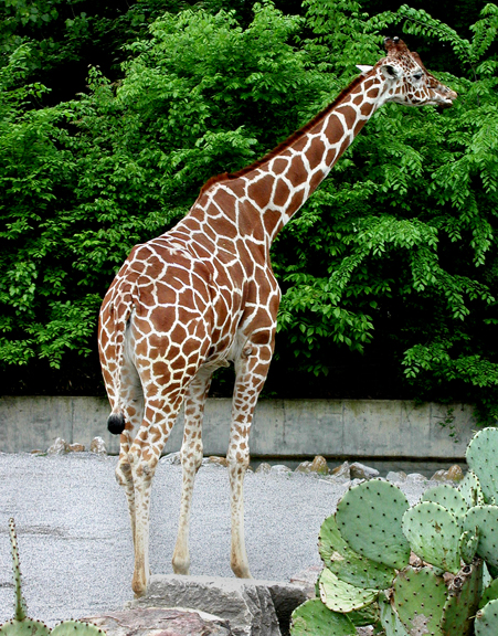 Giraff
