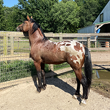 Pearcy%20Looking%20Over%20Fence%20copy