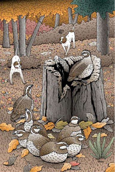 Quail_Illustration