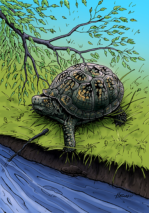 Turtle%20Color%20copy
